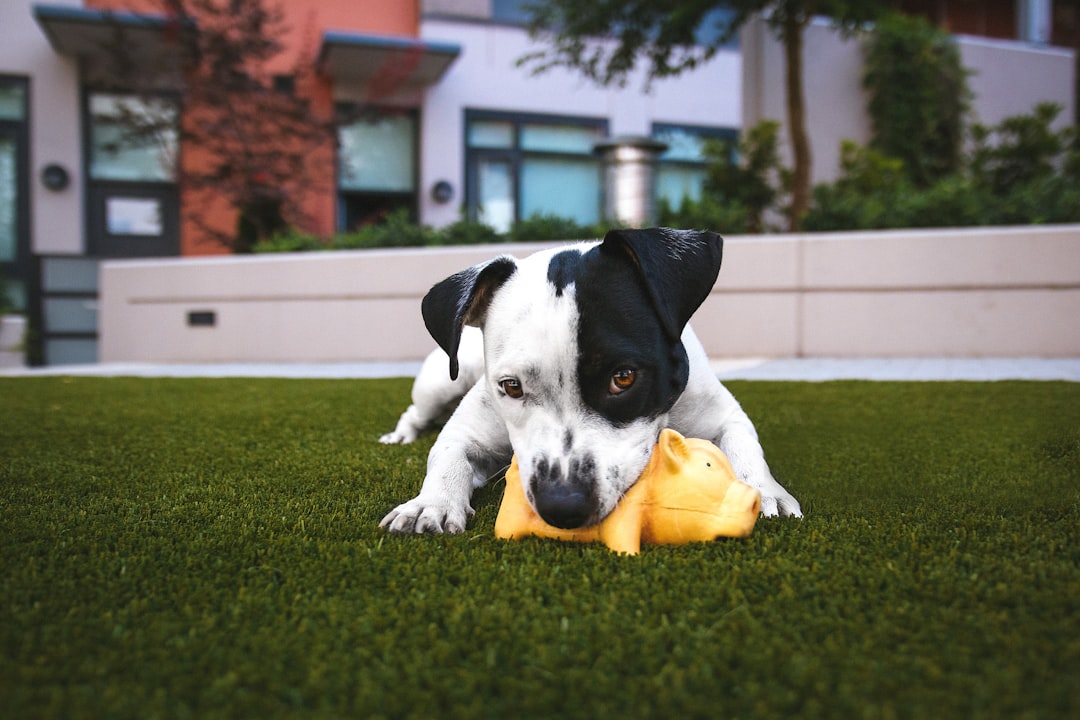 Nutra Complete Dog Food Nutra Complete Dog Food