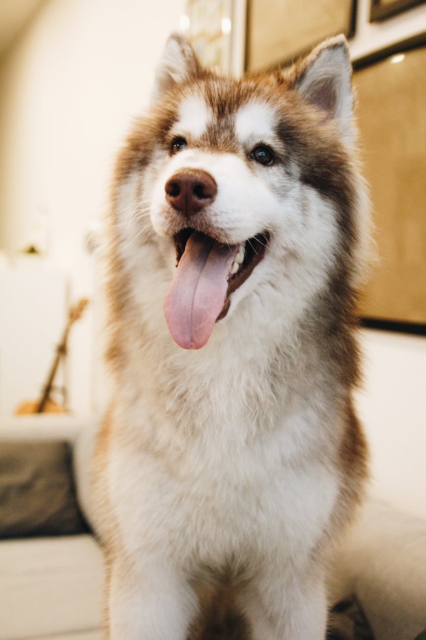 Science Diet Dog Food Science Diet Dog Food