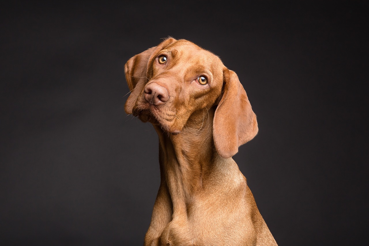 westminster dog show 2024 westminster dog show 2024