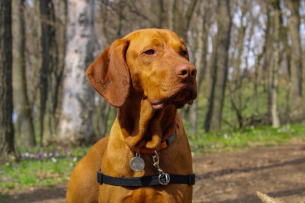 50 lb Dog Food Bags: Finding the Best Value for Your Dog’s Diet