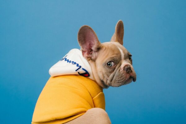 American Journey Dog Food: Discover the Benefits for Your Furry Friend