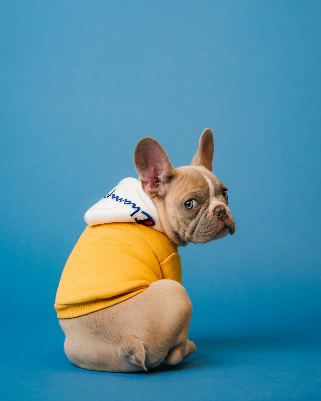 American Journey Dog Food: Discover the Benefits for Your Furry Friend