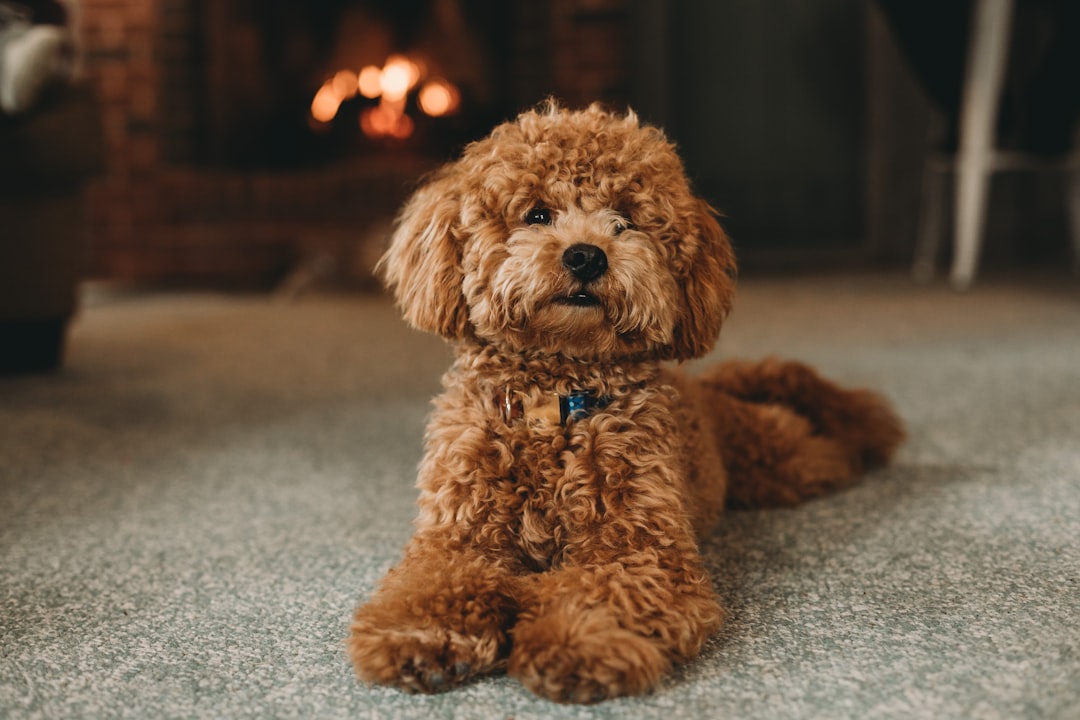 Are Bully Sticks Good for Dogs? Unveiling the Truth Behind the Treats
