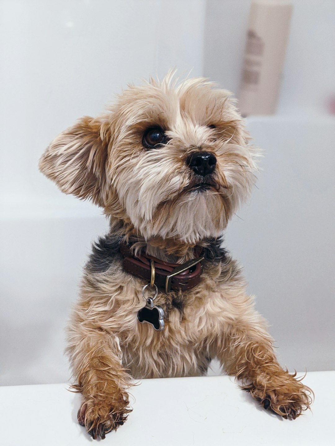 Best Wet Dog Food for Senior Dogs: Nutritional Needs for Aging Pets
