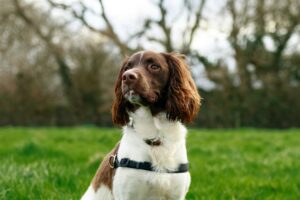 Breakaway Dog Collar: Safety Features for Your Adventurous Pup