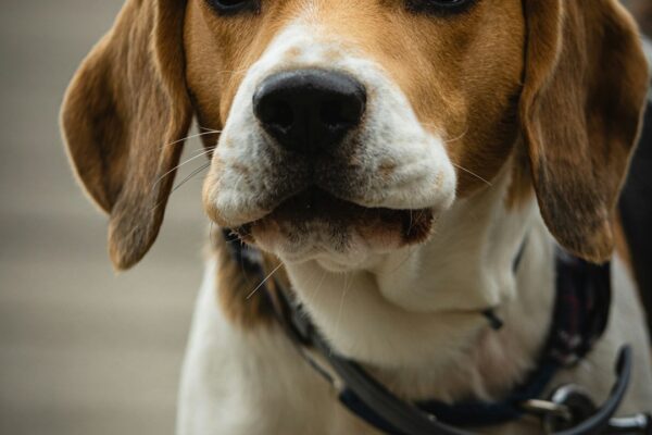 Bulk Dog Treats: Saving Money While Spoiling Your Pup