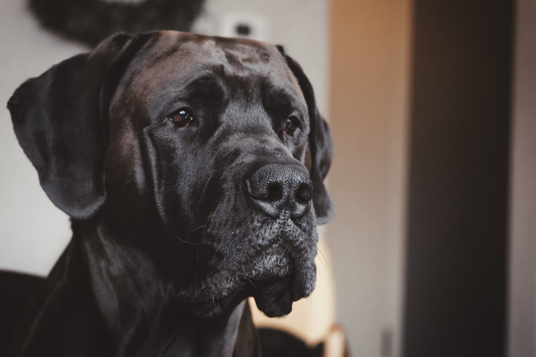 Can Dogs Eat Bones? What Every Dog Owner Should Know