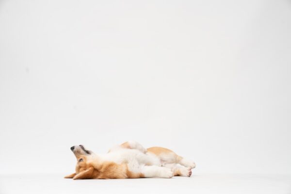 Can Dogs Eat Chia Seeds? Exploring the Nutritional Benefits for Pets