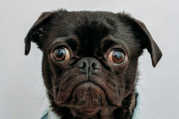 Can Dogs Have Avocado Oil? The Truth About This Popular Ingredient