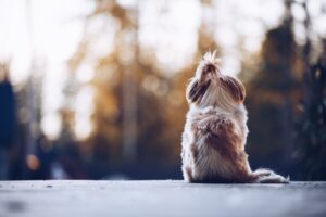 Car Divider for Dogs: Best Car Dividers to Keep Your Dog Safe and Secure
