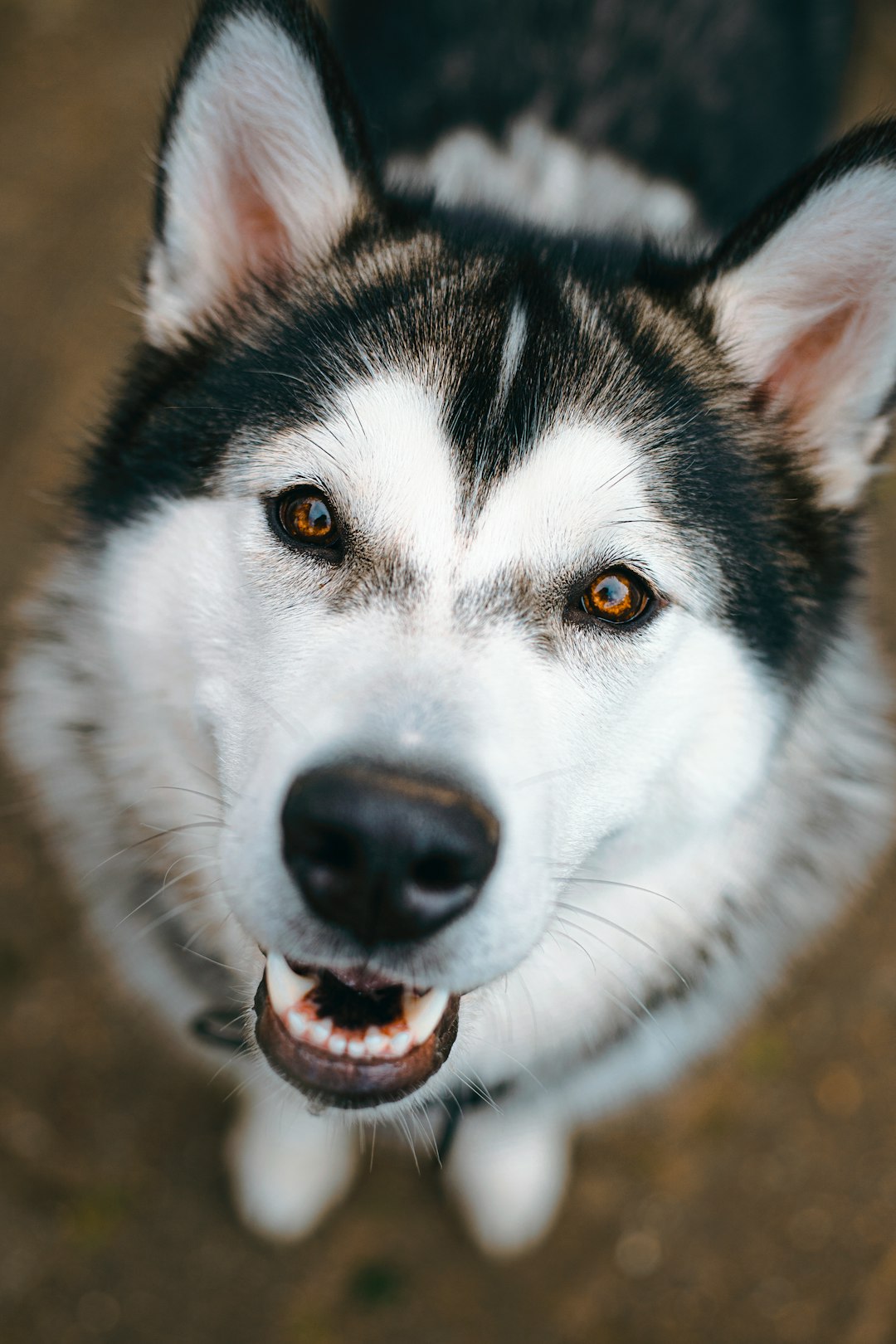 Chicken Dog Food: The Benefits of Poultry in Your Dog's Diet