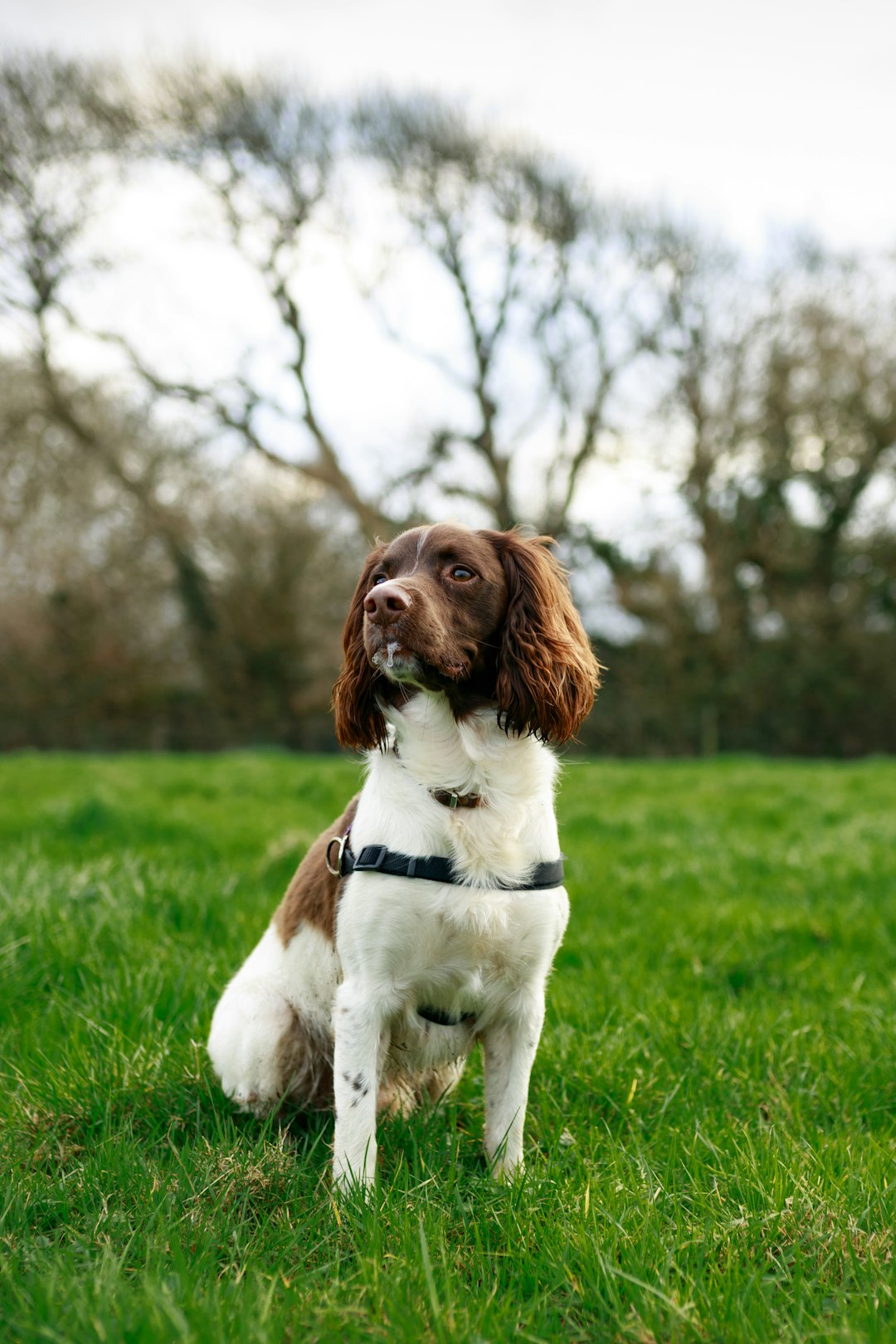 Chilli Dogs: Are These Tasty Treats Safe for Your Dog?