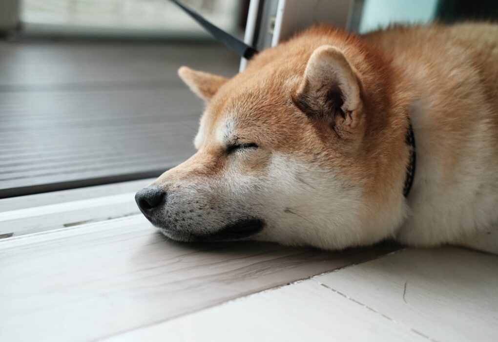 Cockapoo puppy to dog : Transitioning Your Puppy into a Well-Behaved Dog