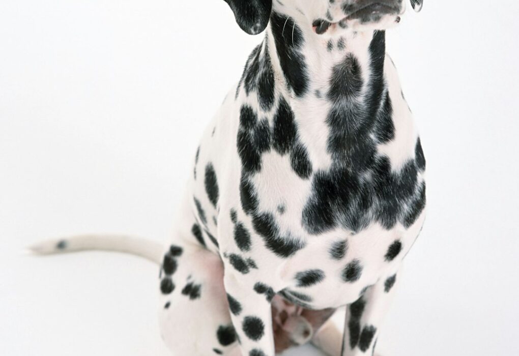 Dog Aggression: Discover Effective Dog Aggression Training Near Me