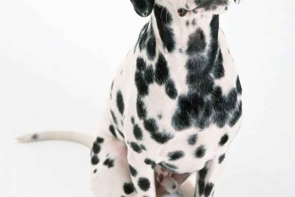 Dog Breathing Heavy While Sleeping: Understanding This Common Concern