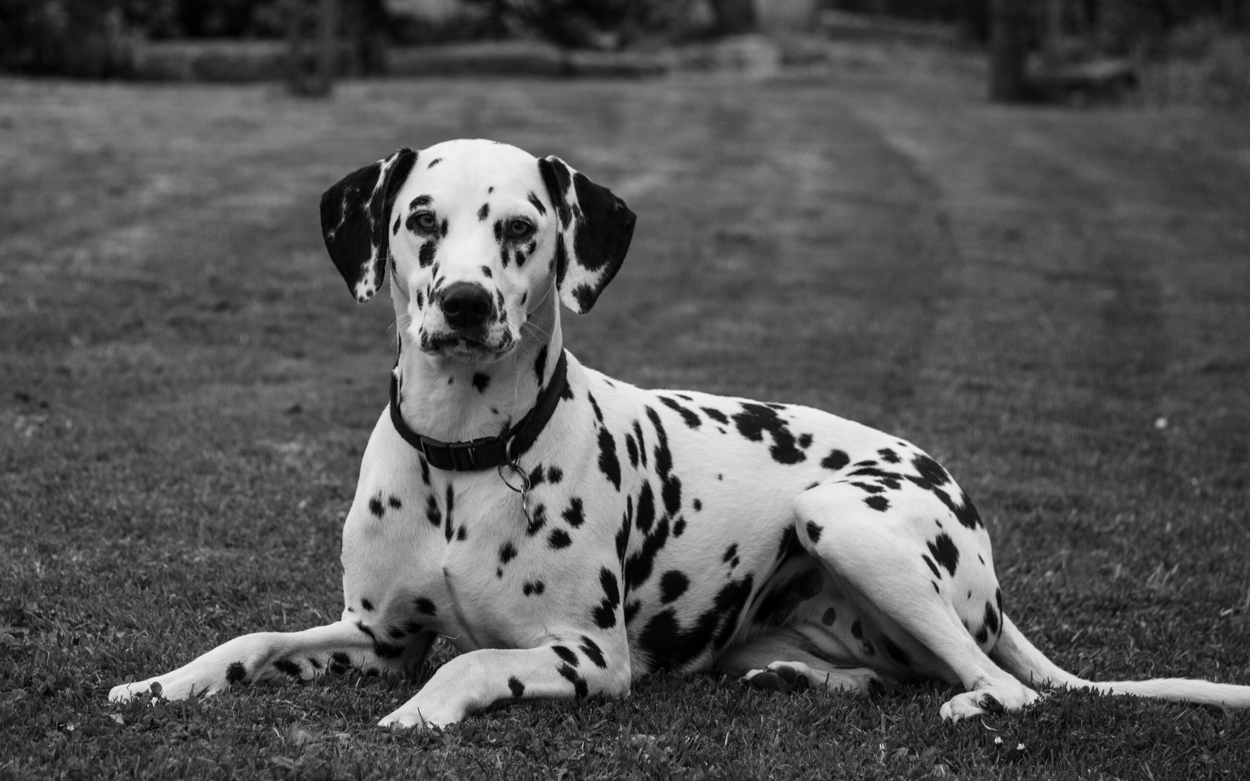 Dog friendly breweries near me