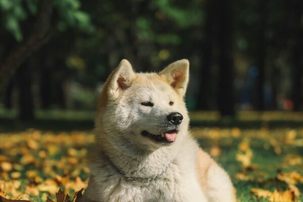 Dog Heavy Breathing: When to Be Concerned About Your Pet's Health