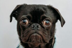 Dog Puffer Jacket: Keeping Your Dog Warm with Stylish Dog Puffer Jackets