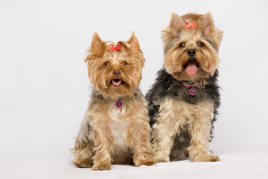 Dog Safe Chocolate: Understanding Pet-Friendly Alternatives