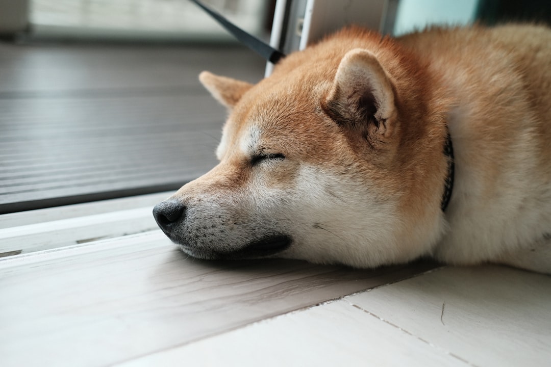 Dog Skin and Coat Supplement: Keeping Your Pup's Fur Healthy