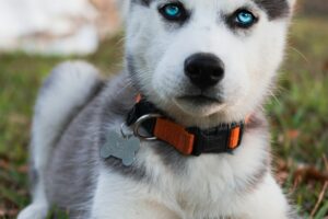 Dog Tag Chain: Essential Tips for Choosing the Right Dog Tag Chain for Your Pet