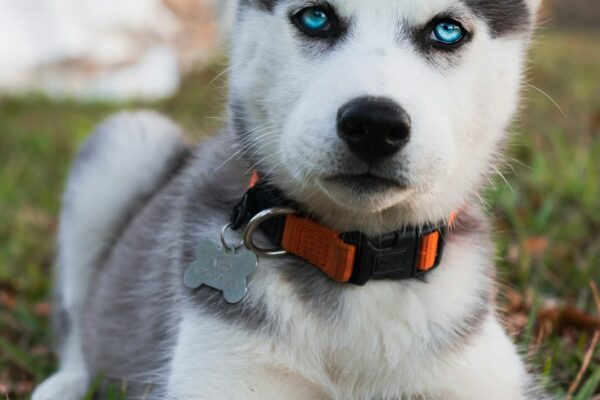Dog Tag Chain: Essential Tips for Choosing the Right Dog Tag Chain for Your Pet