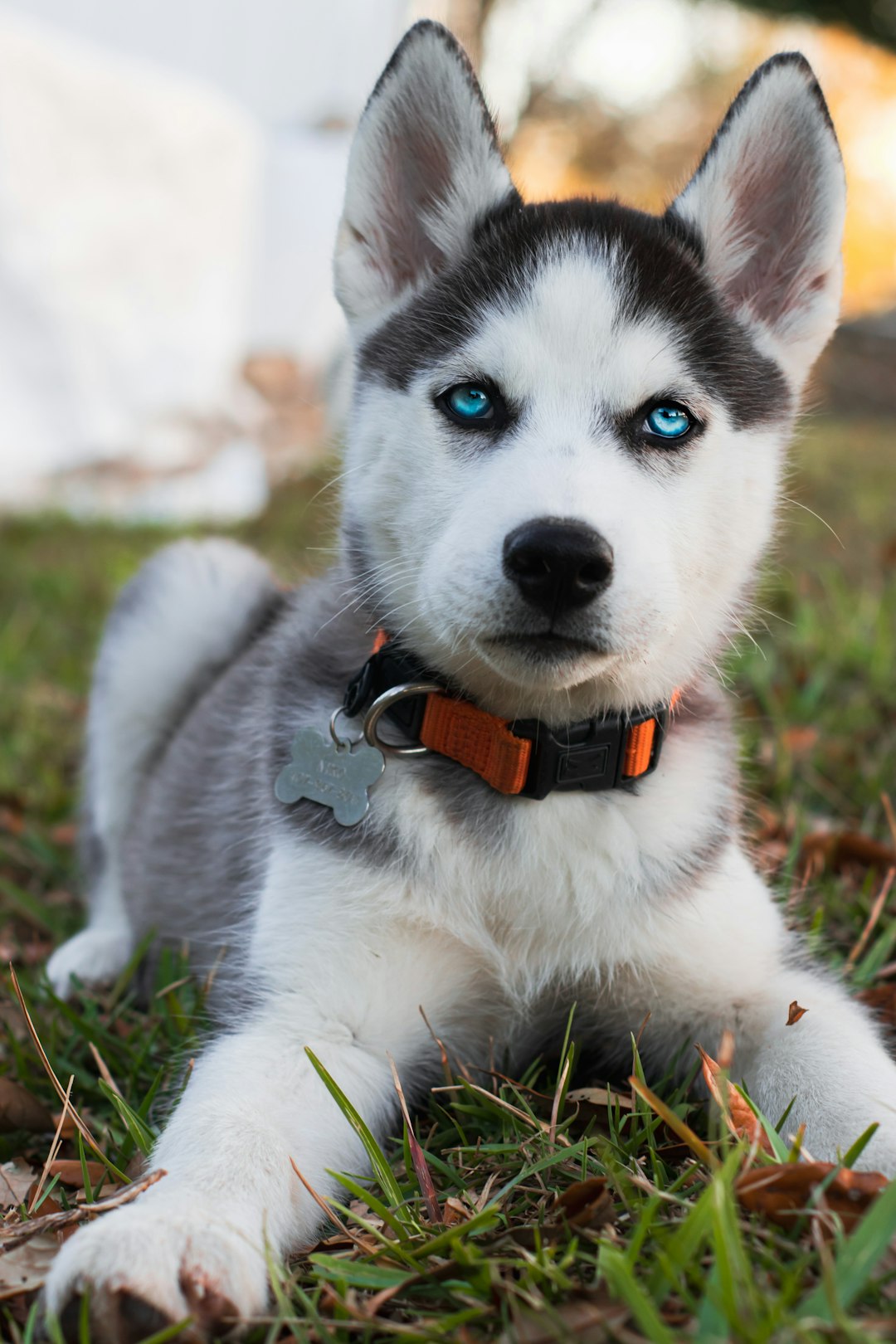 Dog Tag Chain: Essential Tips for Choosing the Right Dog Tag Chain for Your Pet