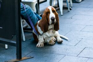 Dog Treat Pouch: Handy Dog Treat Pouches for Training and Outdoor Adventures