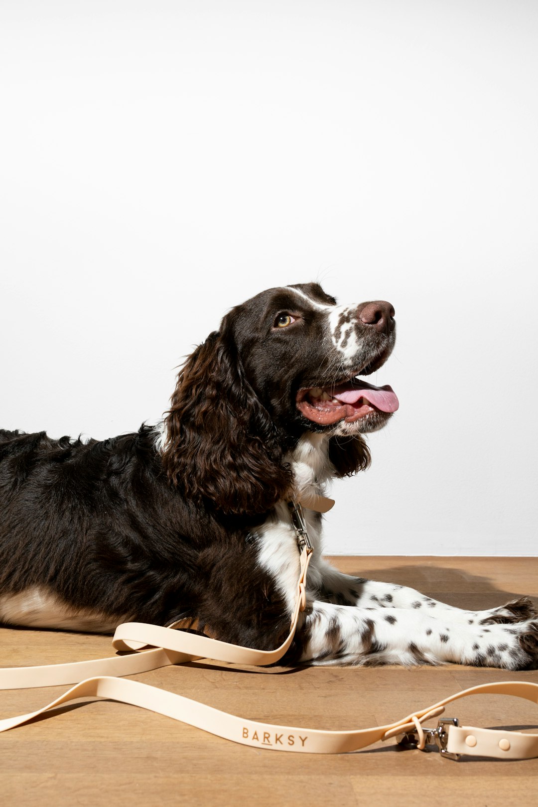 Dog Vaccination: Comprehensive Schedule for Keeping Your Dog Healthy
