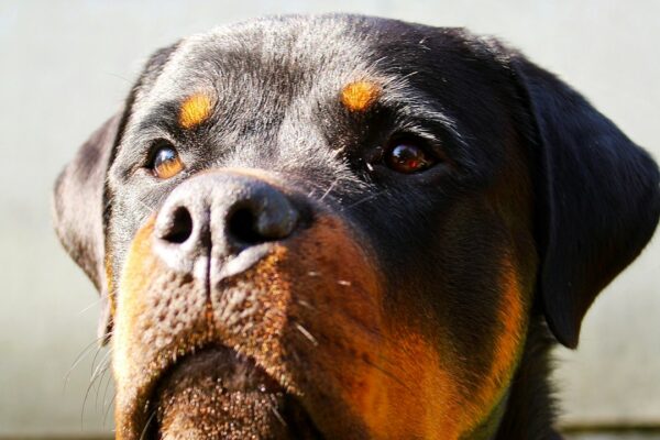 Dogs and Vomiting: What To Do When Your Dog Is Vomiting Undigested Food