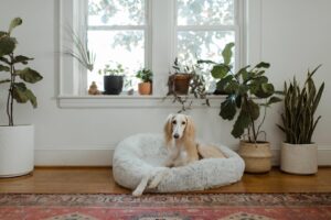 Dogs in Sweaters: Adorable Styles to Keep Your Pup Warm This Season