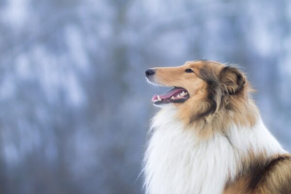 Ear Powder for Dogs: A Guide to Keeping Ears Clean and Healthy
