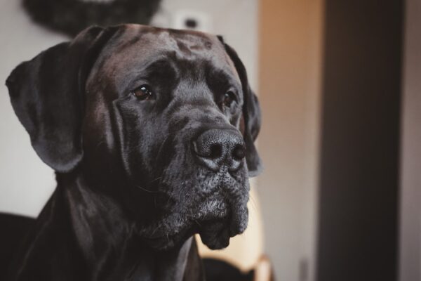 Evolve Dog Food: The Balanced Nutrition that Every Dog Needs