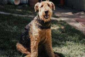 Eye Wash for Dogs: Essential Care for Keeping Their Eyes Healthy