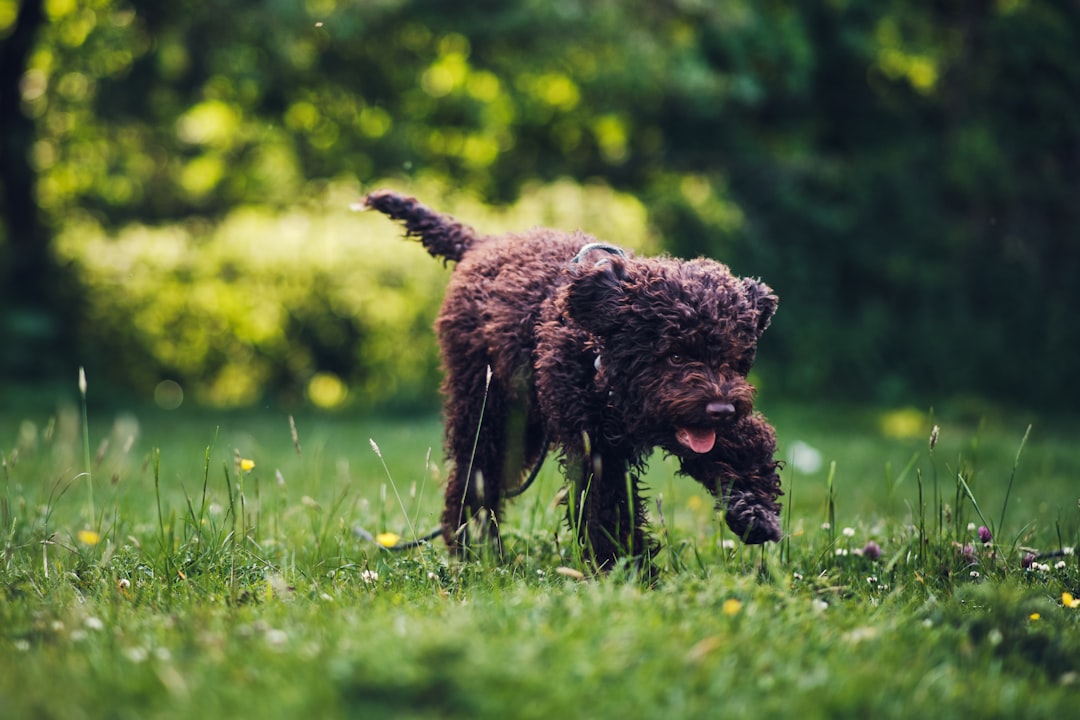 Flea and Tick Spray for Dogs: Effective Protection Against Pests