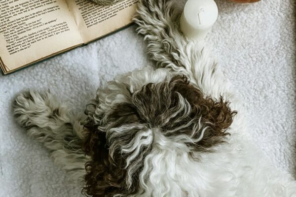 Fluff and Tuff Dog Toys: Durable Playtime for Chewing Enthusiasts