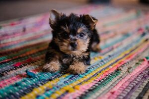 French Doors with a Dog Door: Stylish & Functional Home Solutions