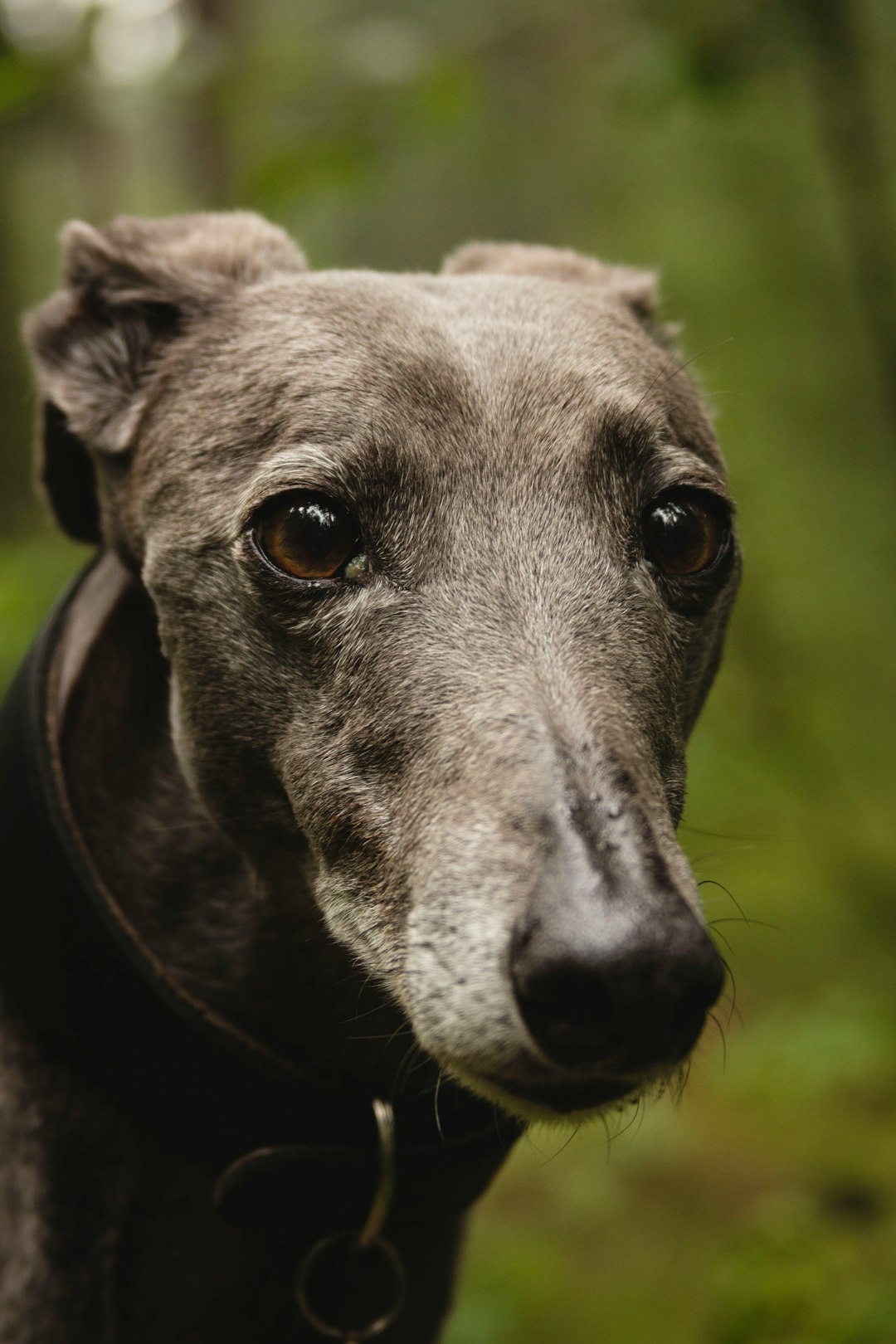 Frozen Dog Treats: Cool Snacks for Hot Days and Happy Pups