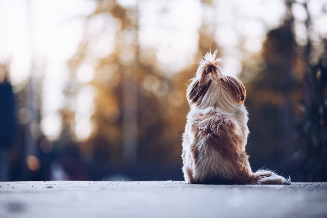 Grandma Lucy's Dog Food: Why Pet Owners Love This Brand
