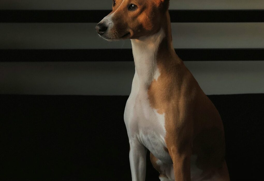 Hair of the Dog Grooming: Essential Tips for a Healthy Coat
