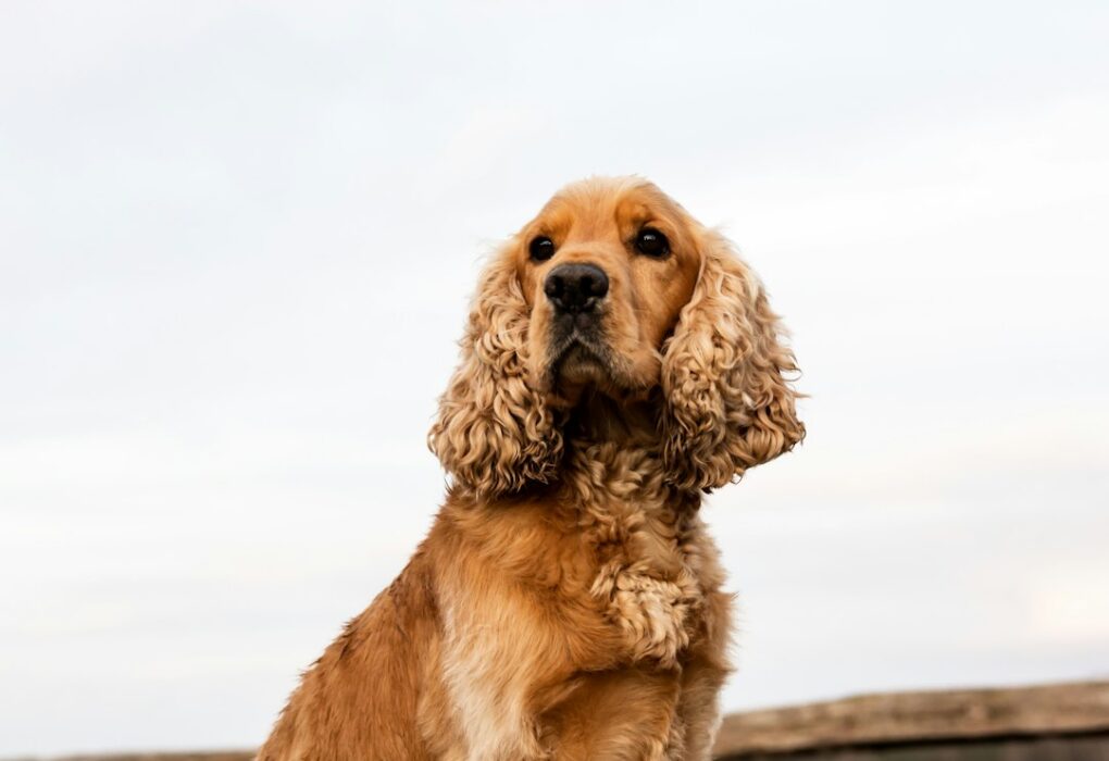 Happy Hoodie for Dogs: The Perfect Cozy Wear for Your Pet