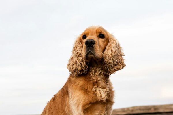 Happy Hoodie for Dogs: The Perfect Cozy Wear for Your Pet