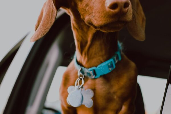 Home Remedies: Quick Fixes for a Dog's Swollen Face and Discomfort