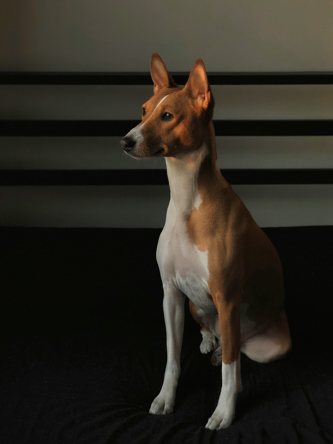 Hot Dog Bun Carbs: Weighing the Nutritional Impact on Dogs