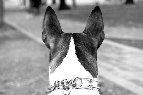 Increased Alk Phos in Dogs: Identifying Symptoms and Seeking Treatment