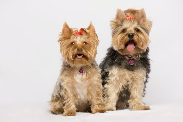Is Basil Safe for Dogs? Discover the Benefits of This Herb
