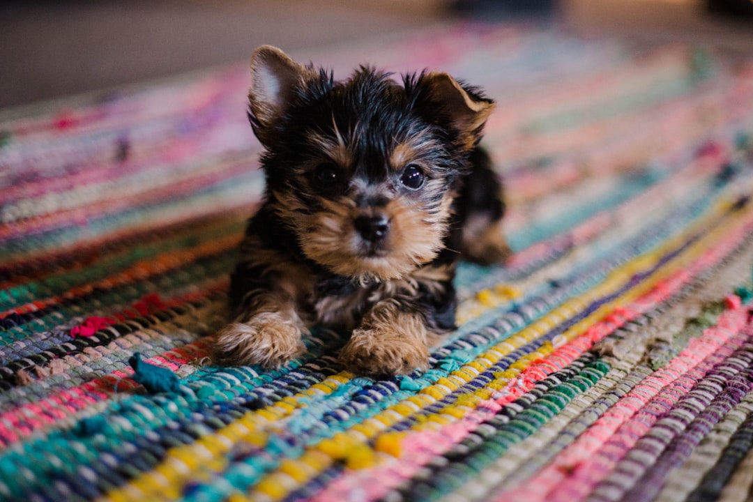Is Diamond Dog Food Good? A Deep Dive into Quality and Safety