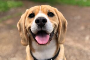 Kuranda Dog Beds: Why Kuranda Dog Beds Are Perfect for Comfort and Durability
