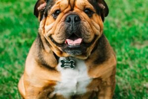 Leather Dog Harness: Advantages of Choosing a Leather Dog Harness for Your Pet