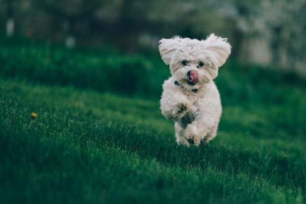 Long Term Dog Boarding: Key Factors to Consider for Long Term Dog Boarding Care